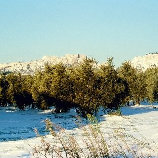 Olive trees under snow