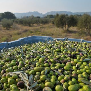 Arrivée des olives au Moulin