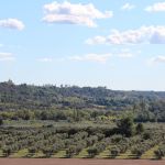 Baumettes olive grove