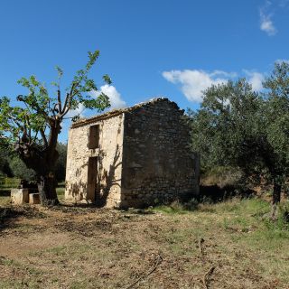 Grove of Les Baux and its cabanon