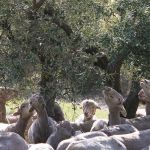 Moutons dans le verger de Romanin