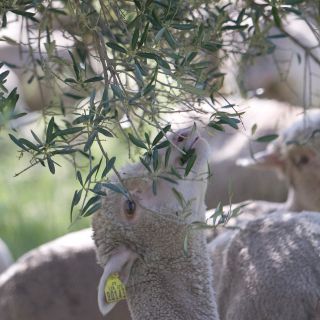 Sheep eating at Romanin field