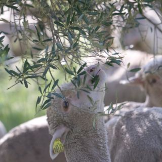 Moutons dans le verger de Romanin