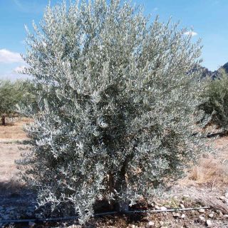 Kaolin applied on the olive tree