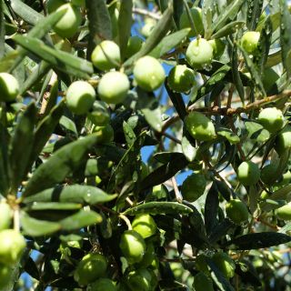 Green olives variety Aglandau