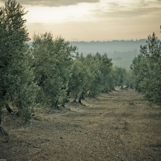 CastelaS olive grove