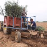 Plantation des oliviers sur le verger des Aulnes