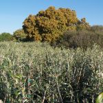 Jeunes oliviers prêts à planter / Young olive trees waiting for plantation