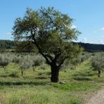 Almond tree marking the plots