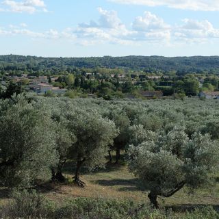 Castelas olive grove