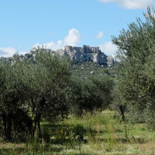 Verger aux Baux / Olive grove in Les Baux