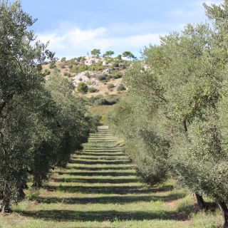 Castelas olive grove