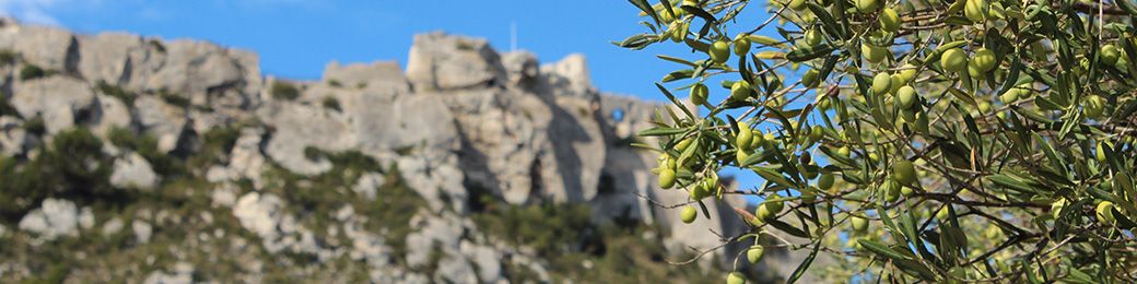 Huile d'olive vierge Bio Noir d'Olive Castelas AOP 🇫🇷