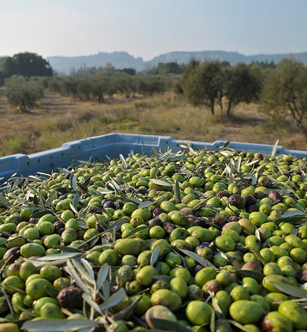 Arrivée des olives au Moulin