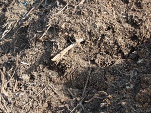 Compostage sur les parcelles