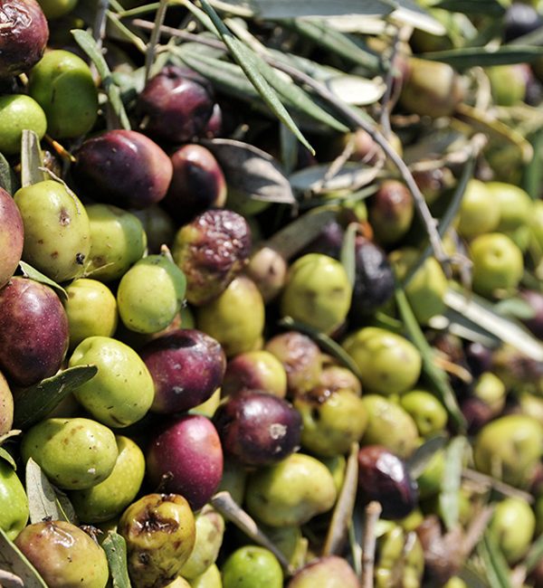 Olives dans les filets