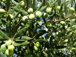 Olives vertes Aglandau