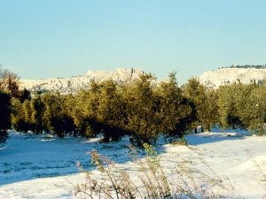 Oliviers sous la neige