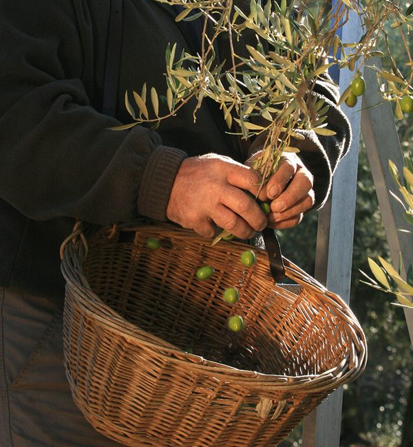 Récolte manuelle de l'olive de table-1