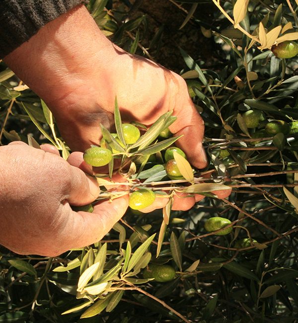 Récolte manuelle de l'olive de table