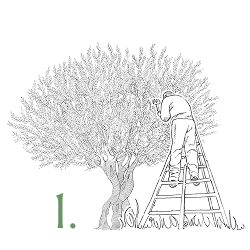 step1-harvest